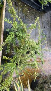 Volle struiken van 60 cm doorsnee gemiddeld, in 13 cm pot