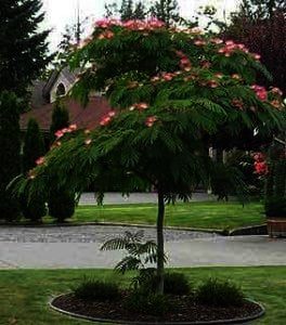 De Albizia julibrissin 'Tropical Dream' is een uitbundig bloeiende boom die met grote aantallen op steeltjes staande roze pluimen bloeit. De bloei begint in juli en gaat door tot half september,