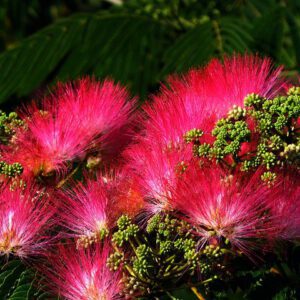 De Albizia julibrissin 'Tropical Dream' is een uitbundig bloeiende boom die met grote aantallen op steeltjes staande roze pluimen bloeit. De bloei begint in juli en gaat door tot half september, waarbij zich iedere dag weer nieuwe bloemen openen.