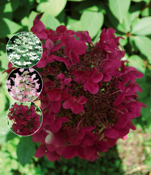 Hydrangea paniculata ‘Wim’s Red’ schapenkop Buxuskoning