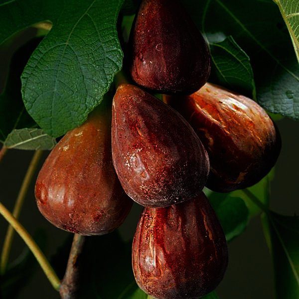 Ficus carica 'Brown Turkey' is de beste en lekkerste vijg voor Nederlands klimaat