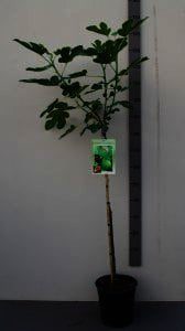 Ficus carica 'Brown Turkey' is de beste en lekkerste vijg voor Nederlands klimaat