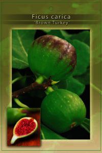 Ficus carica 'Brown Turkey' is de beste en lekkerste vijg voor Nederlands klimaat