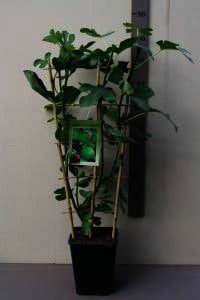 Ficus carica 'Brown Turkey' is de beste en lekkerste vijg voor Nederlands klimaat