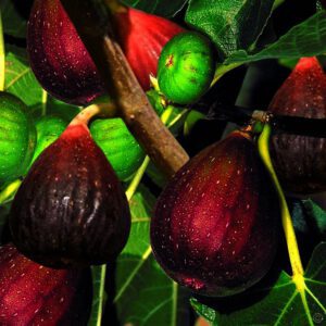 Ficus carica 'Brown Turkey' is de beste en lekkerste vijg voor Nederlands klimaat