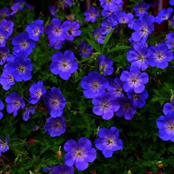 Geranium Rozanne is de langst bloeiende geranium Geranium Rozanne is de langst bloeiende geranium