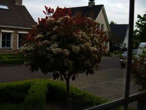 Photinia fraserie "Red Robin" - Glansmispel