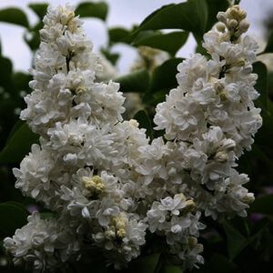 Bloemen: Zuiver witte pluimen, bloeit in mei