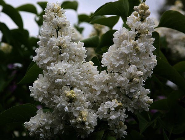 Bloemen: Zuiver witte pluimen, bloeit in mei