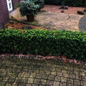 Deze haag is 6 jaar, en 40-50 cm hoog, en 35 cm breed,