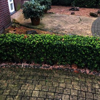 Deze haag is 6 jaar, en 40-50 cm hoog, en 35 cm breed,
