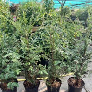 Taxus baccata 100/125 cm in pot - venijnstruik