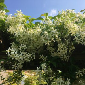 zeer rijkbloeiende Jasmijn uit eigen tuin