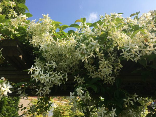 zeer rijkbloeiende Jasmijn uit eigen tuin