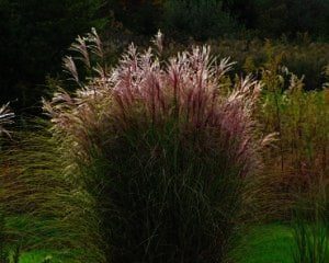 Miscanthus sinensis 'Morning Light'