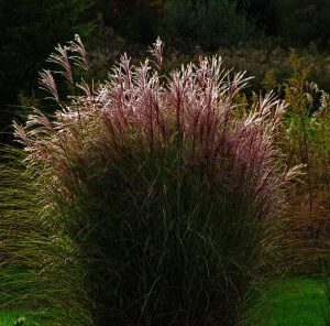 Miscanthus sinensis 'Morning Light'