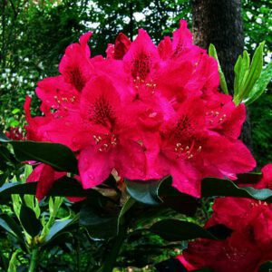 Rhododendron Nova Zembla