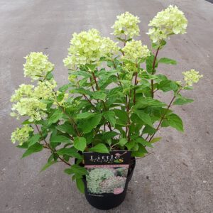 Hydrangea paniculata Little Lime, het kleine broertje van de Limelight, rond 100 cm hoog