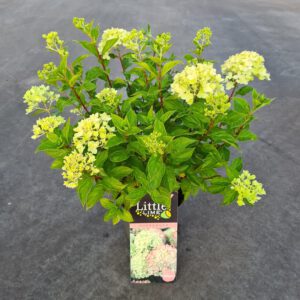 Hydrangea paniculata Little Lime, het kleine broertje van de Limelight, rond 100 cm hoog