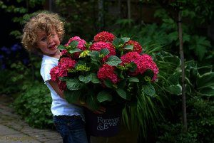 Hydrangea 4ever & ever in 4 doorbloeiende kleuren verkrijgbaar bij buxuskoning.nl