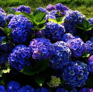 Hydrangea macr ''Alphengluhen''