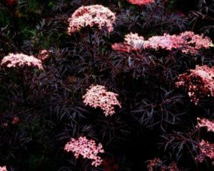 Sambucus nigra Black Lace- donker vlierbes