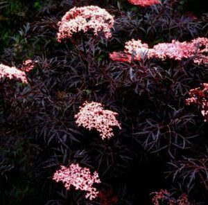 Sambucus nigra Black Lace- donker vlierbes