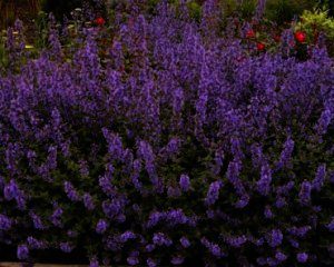 Nepeta faassenii Walkers low bloeit van mei t/m september met lilablauwe bloemen.