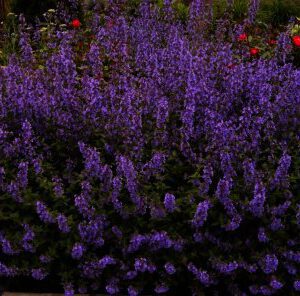 Nepeta faassenii Walkers low bloeit van mei t/m september met lilablauwe bloemen.