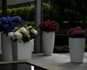 Hydrangea 4ever & ever in 4 doorbloeiende kleuren verkrijgbaar bij buxuskoning.nl