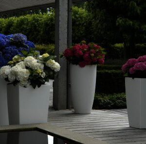 Hydrangea 4ever & ever in 4 doorbloeiende kleuren verkrijgbaar bij buxuskoning.nl