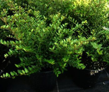 Lonicera nitida 'Maigrun' - bodembedekker en haag