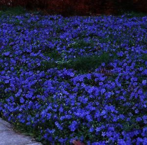 vinca minor is een van de beste bodembedekkers voor schaduwhoeken