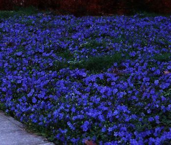vinca minor is een van de beste bodembedekkers voor schaduwhoeken