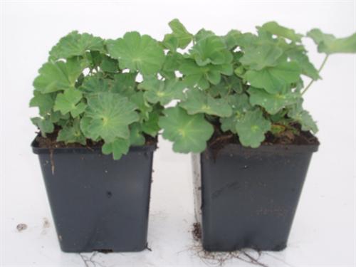 Alchemilla mollis in 9 en 11 cm pot