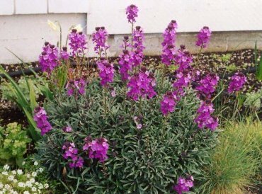 Erysimum hybride 'Bowles Mauve' - muurbloem