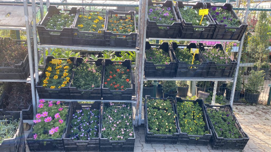 Diverse grotere stek perkplanten keuze is reuze