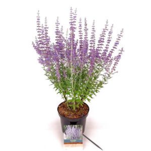 Perovskia 'Blue Spire' Perovskia atr. 'Blue Spire' is een halfheester met opgaande grijswitte stelen en geurend, fijn ingesneden blad. In de nazomer bloeit hij rijk met lavendelblauwe aren die structuur en kleur aan de border geven. Zeer geschikt voor zonnige, droge tuinen en onderhoudsarme beplantingsplannen.
