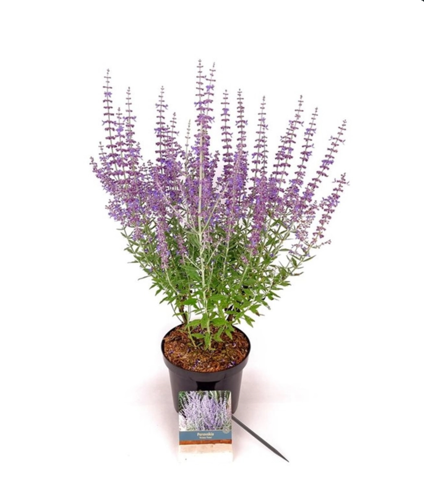 Perovskia 'Blue Spire' Perovskia atr. 'Blue Spire' is een halfheester met opgaande grijswitte stelen en geurend, fijn ingesneden blad. In de nazomer bloeit hij rijk met lavendelblauwe aren die structuur en kleur aan de border geven. Zeer geschikt voor zonnige, droge tuinen en onderhoudsarme beplantingsplannen.