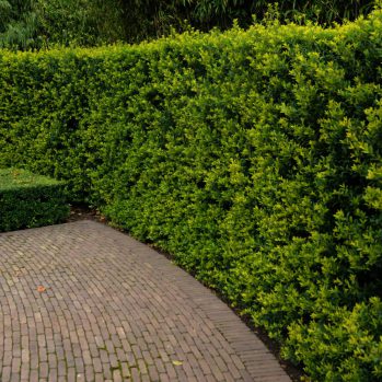 Ilex Green Hedge een van de Ilex alternatieven voor Buxus