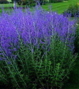 Perovskia de ook wel reuzenlavendel genoemd