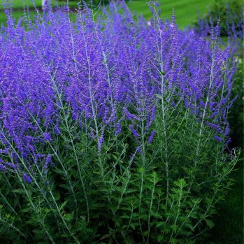 Perovskia de ook wel reuzenlavendel genoemd Perovskia de ook wel reuzenlavendel genoemd