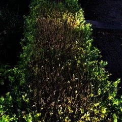 En als er geen rups is dan is er wel een of andere schimmel die u buxus aantast