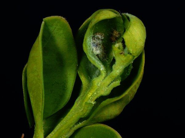 Buxus topgalmijt is een top 3 plaag die jaarlijks terug komt