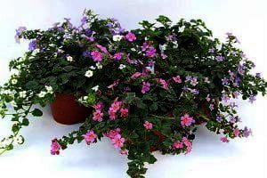 bacopa, diverse perkplanten vanaf eind april verkrijgbaar
