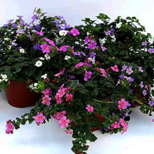 bacopa, diverse perkplanten vanaf eind april verkrijgbaar