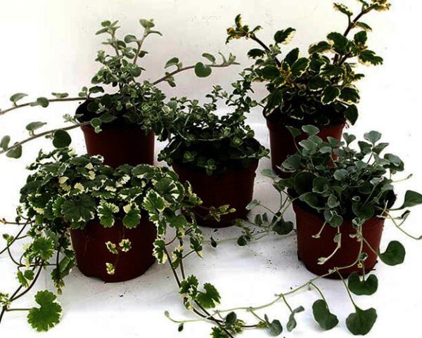 bacopa, diverse perkplanten vanaf eind april verkrijgbaar