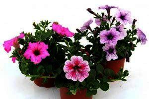 surfinia in 12 cm pot, veel meer bloem en knop