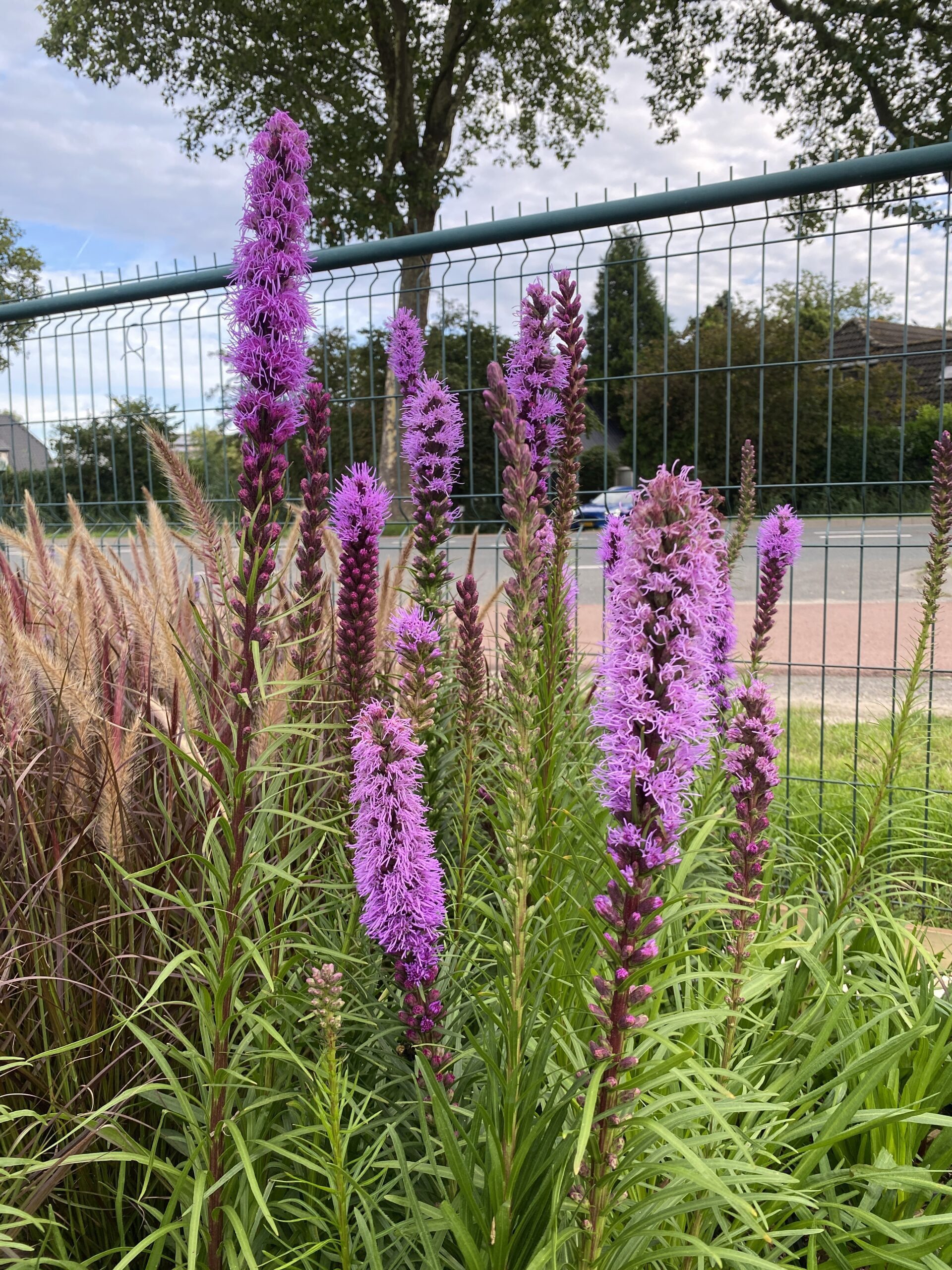 Liatris spicata "Kobold" - lampepoetser