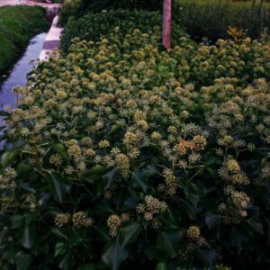 Hedera helix 'Arborescens',